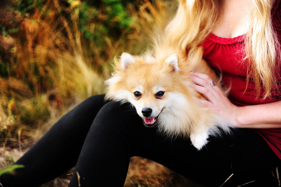 senior photos with a dog in cape elizabeth, maine