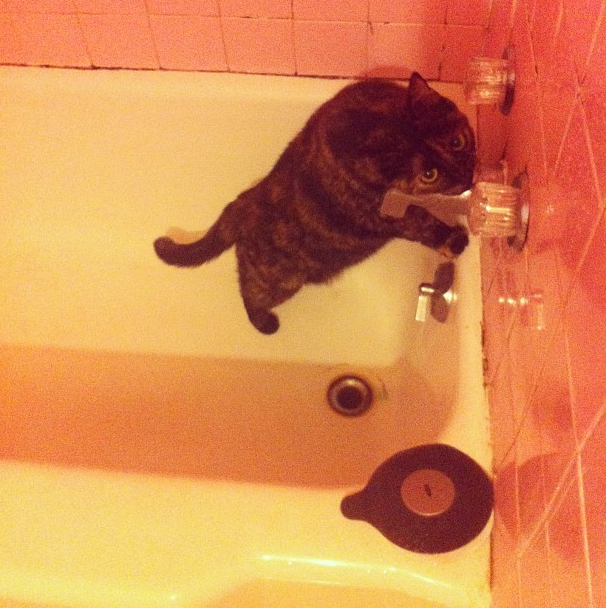 Our girl kitty enjoyed licking the water off the faucet after my shower. Ew.