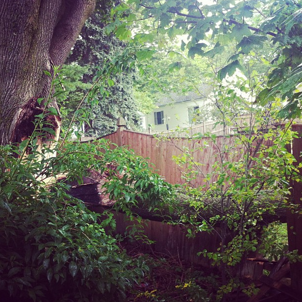 There was a bad rain/wind storm and this huuuge branch came down next to my Mom's house -- luckily NOT in her yard!