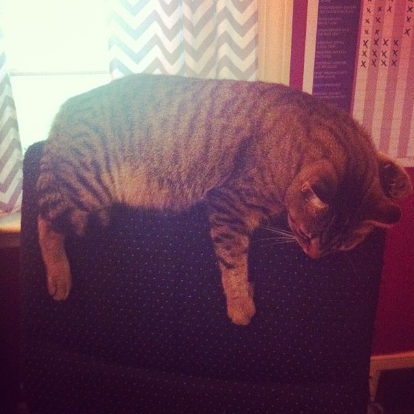 The Bengal slept, as he often does, on the back of my office chair. :)