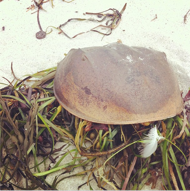 We found a horseshoe crab shell on the beach!
