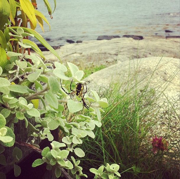 Found this huge (but harmless) spider at the beach!