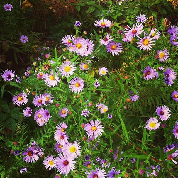 Pretty flowers.