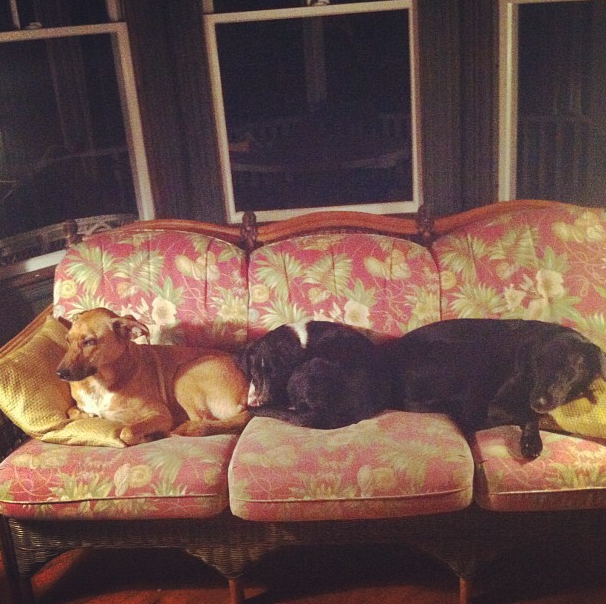 Three dogs on one couch!