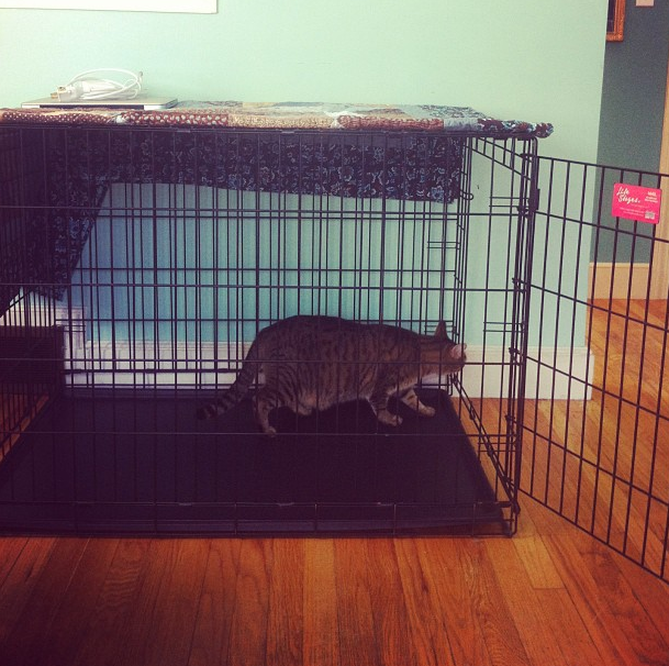 The Bengal has been periodically checking out Mukow's crate.