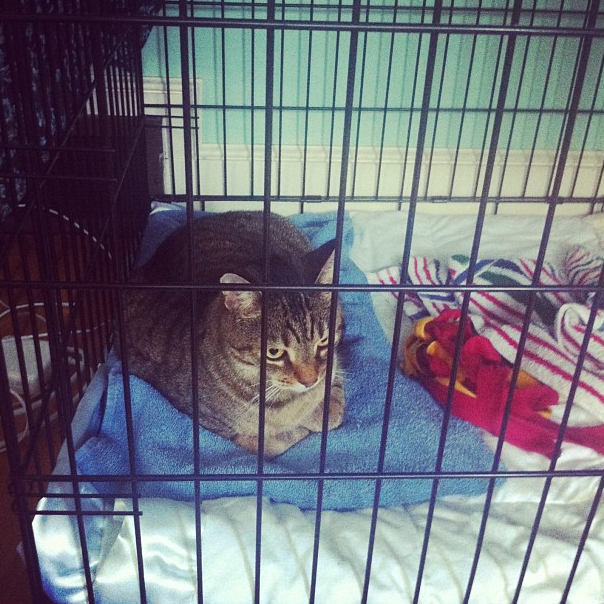 We had the heat on the other day and The Bengal decided it was worth laying in the pup's crate so he could be warm. ;)