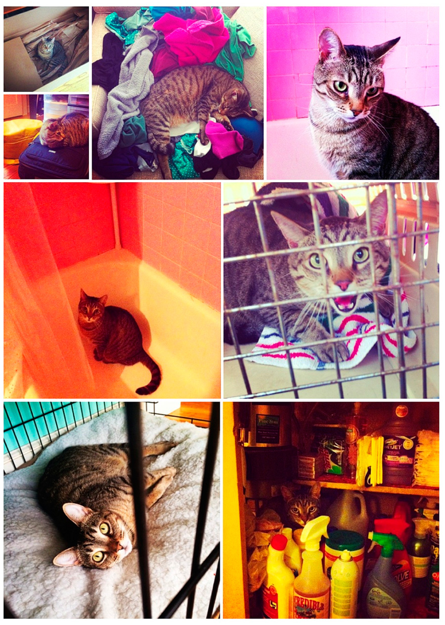 THE BENGAL! The most popular cat on Instagram (at least from my household...). He had lots of fun adventures in 2013 (and sat in/on lots of odd places).