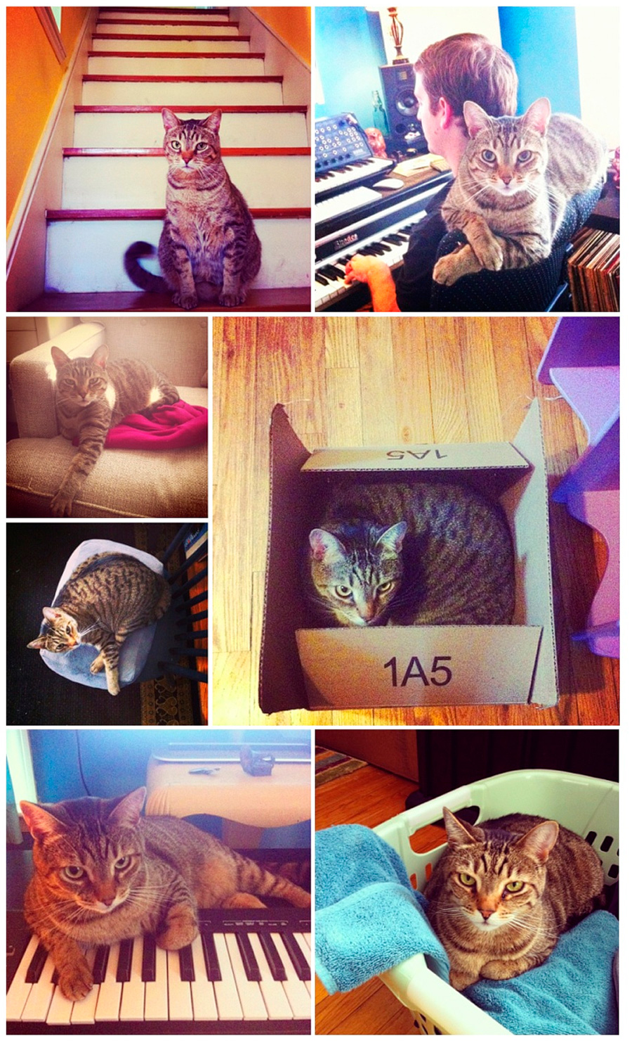 Oh yes. Dominating the staircase, squeezing himself inside boxes, and lounging on the chair!