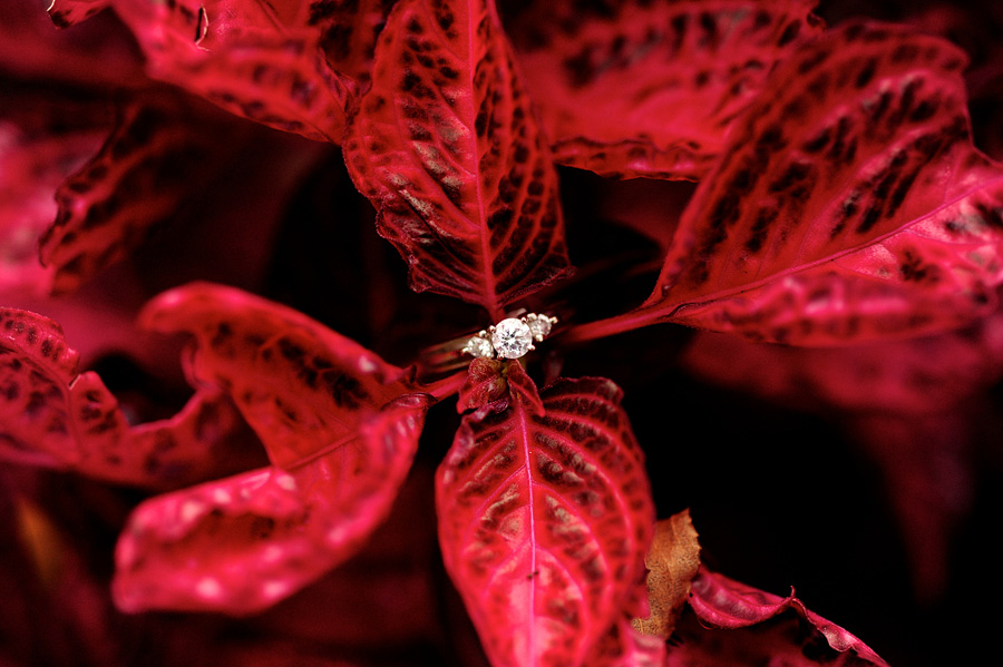 A shot of Esther's engagement ring taken during their engagement session! I couldn't resist the hot pink of this plant. :)