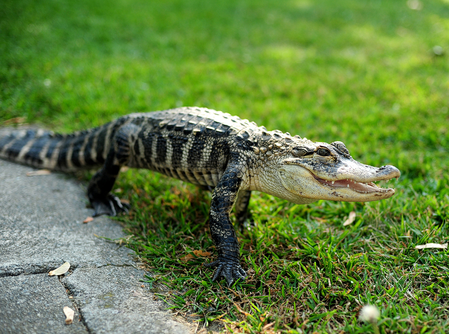 baby alligator from curious creatures