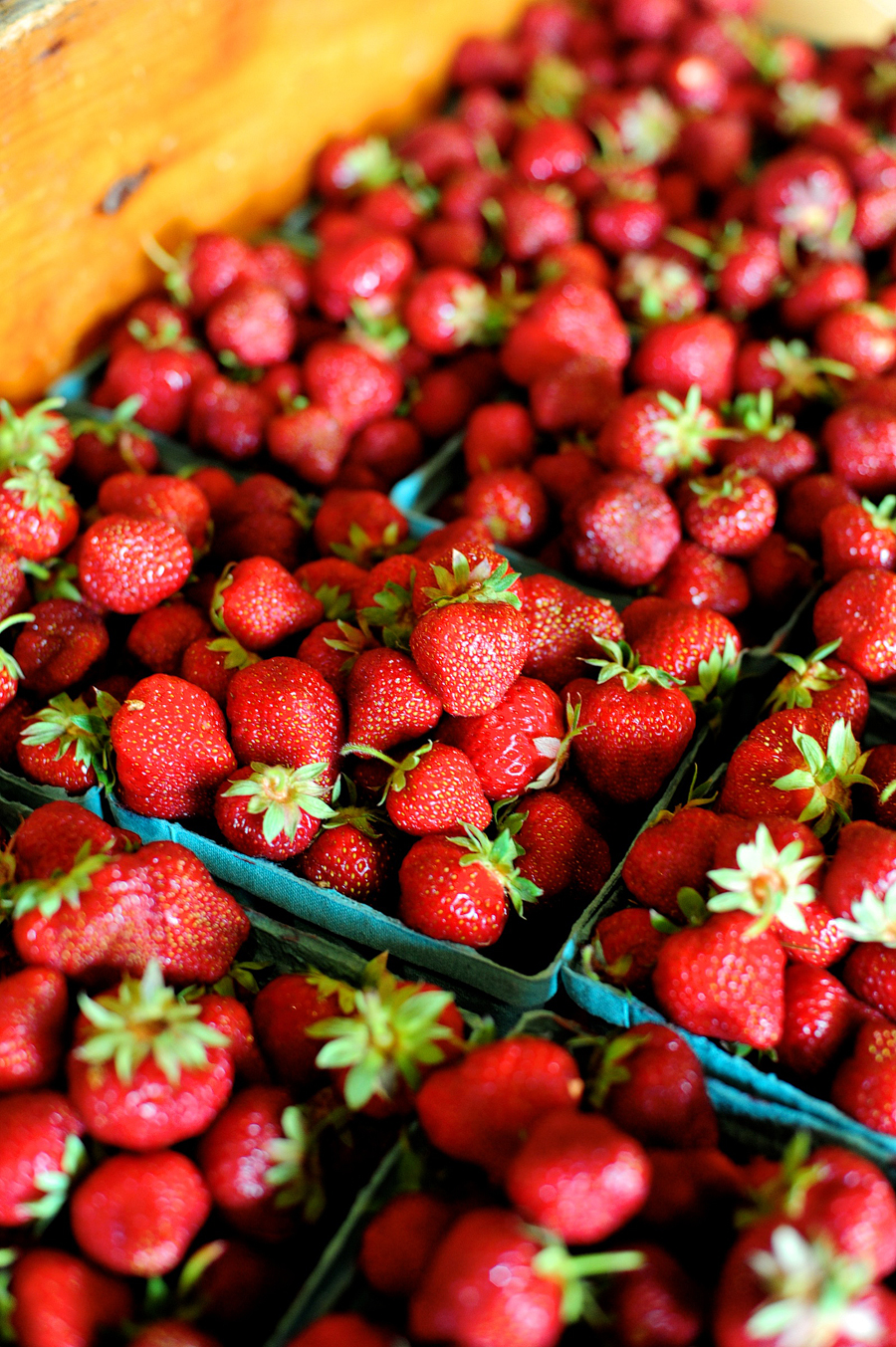 maine strawberries