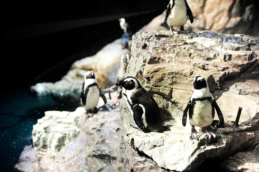 penguins at the new england aquarium