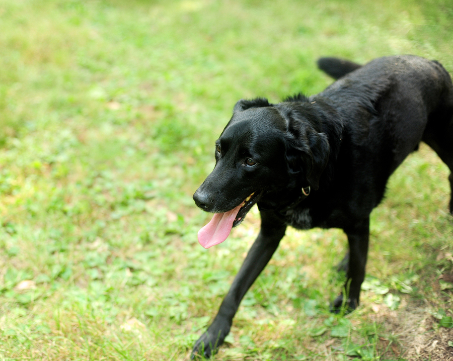 black lab at a maine wedding