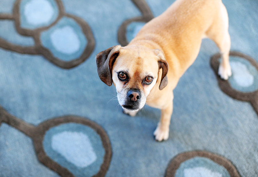 dog against a blue carpet