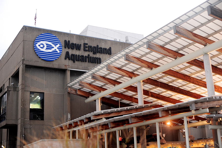 new england aquarium