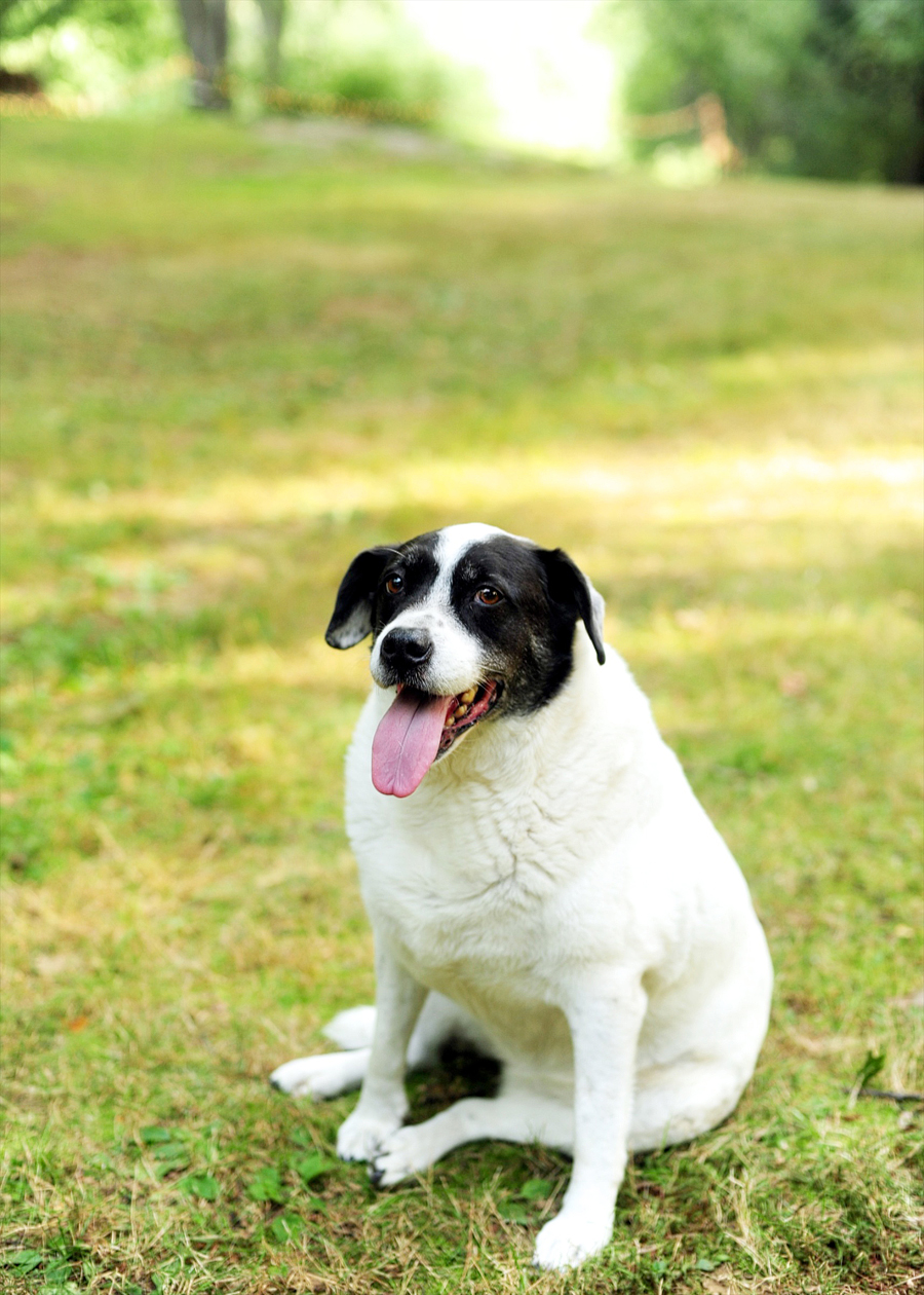 fat black and white dog