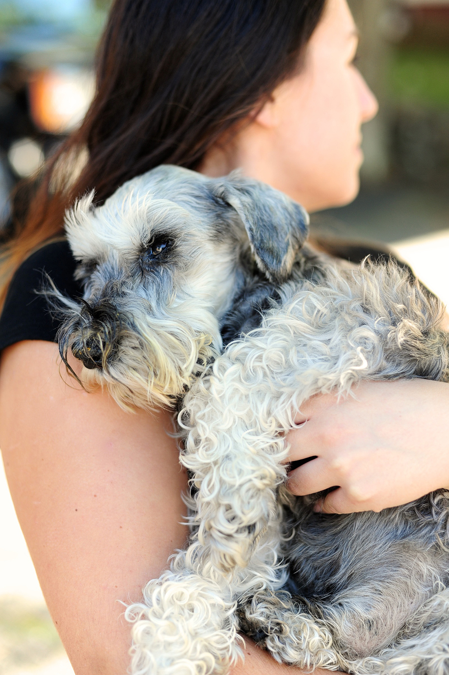 maine dog photographer