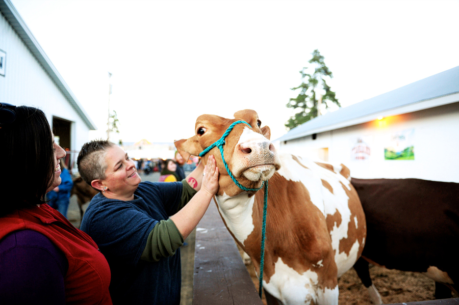 petting cows at the fryeburg fair