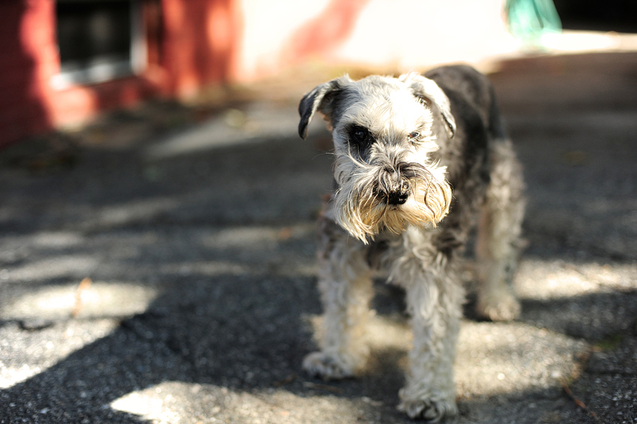 dog photos in portland, maine