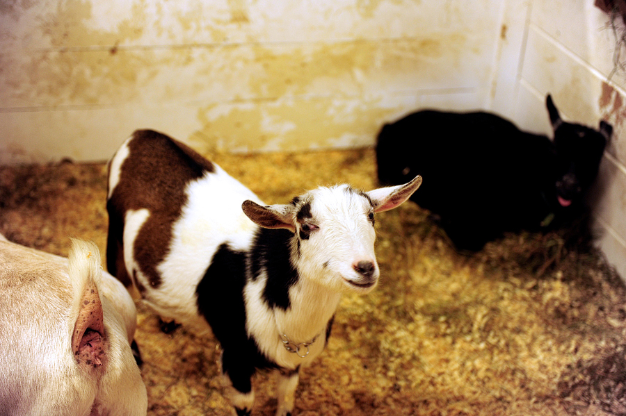 fryeburg fair goats