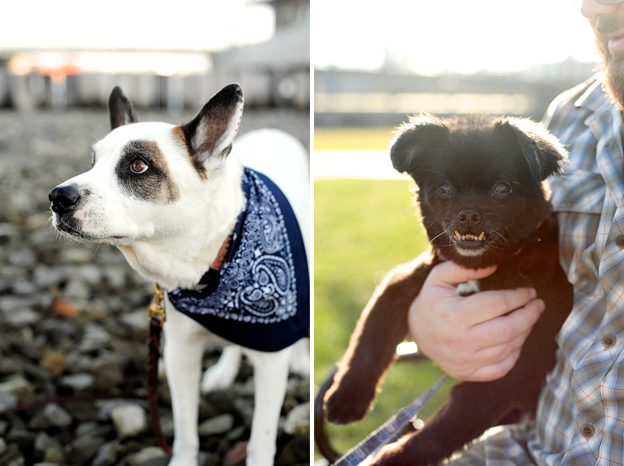 cattle dog and black tibetan spaniel