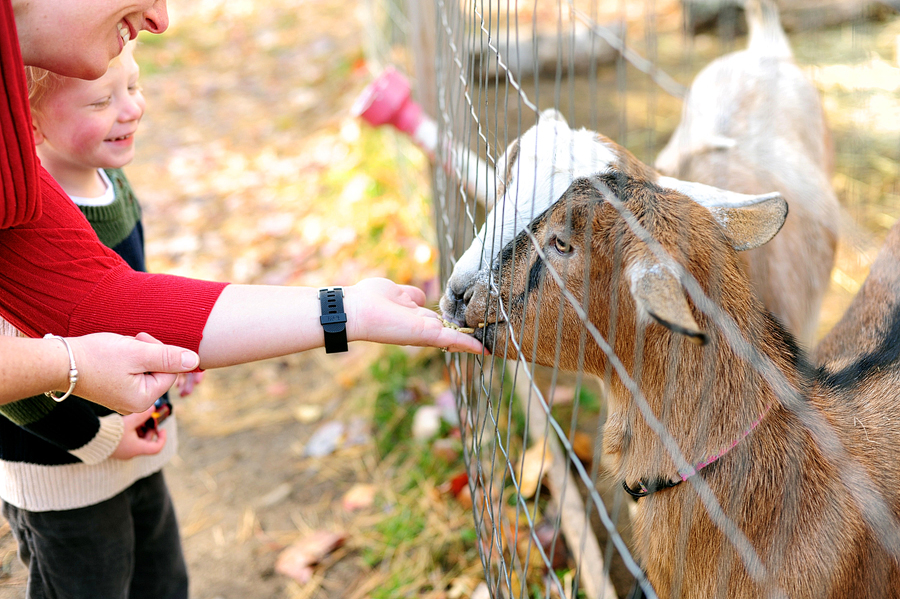 family feeding goats at smiling hill farm