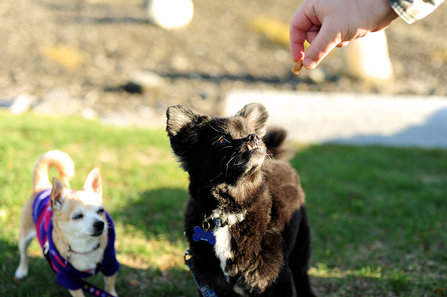 black tibetan spaniel and chihuahua