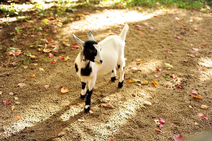 goat at smiling hill farm