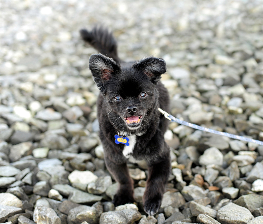 black tibetan spaniel