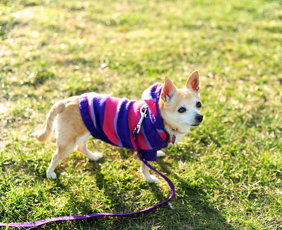 chihuahua in a sweater