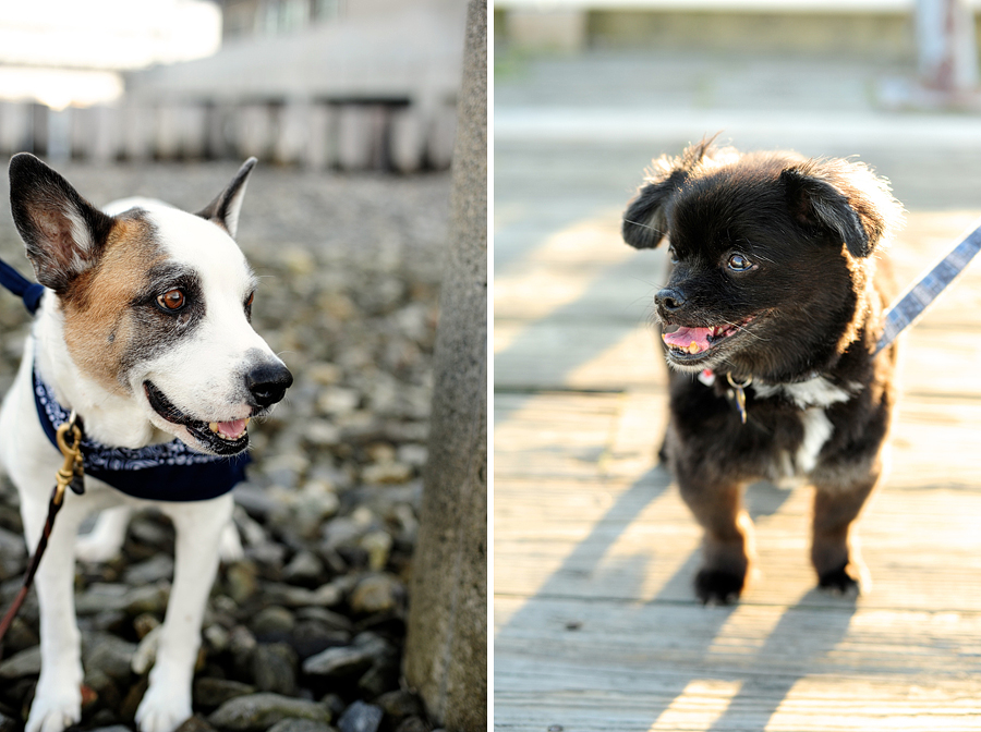 cattle dog and black tibetan spaniel