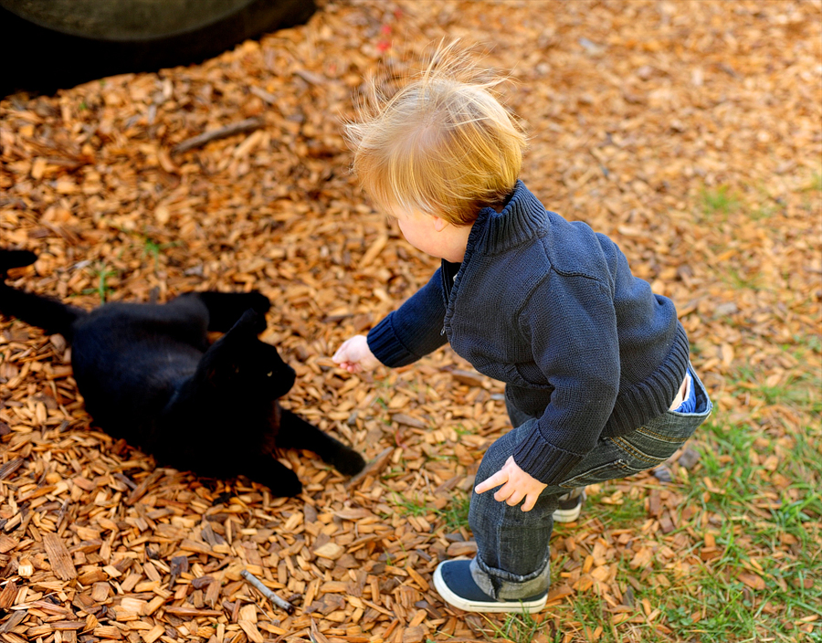 little boy petting black cat
