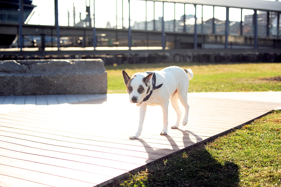 cattle dog at sunset