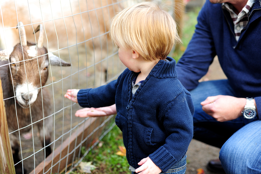 feeding the goats at smiling hill farm