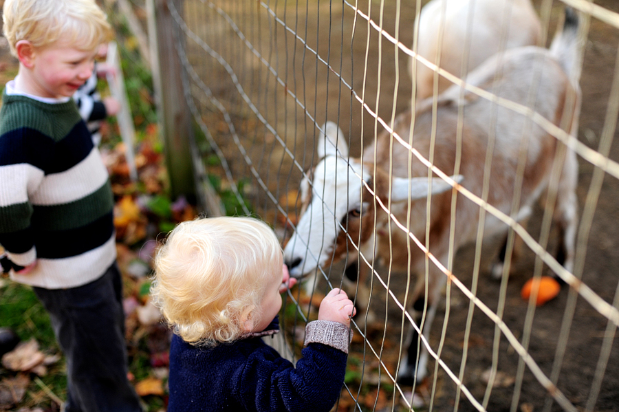 kids feeding goats at smiling hill farm in westbrook, maine