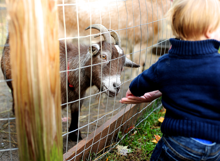 smiling hill farm petting zoo