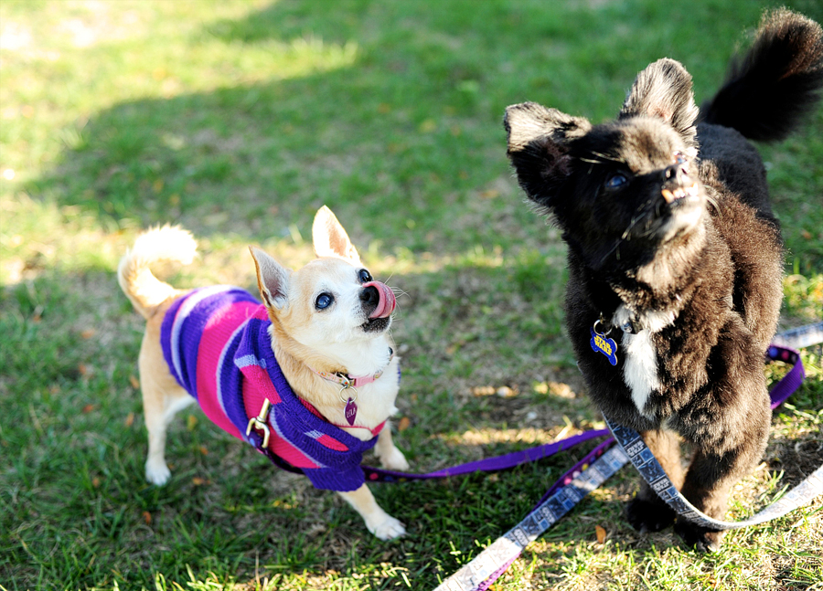 dogs waiting for a treat