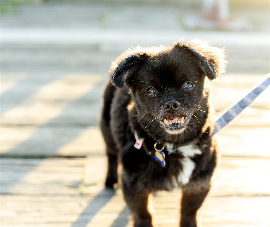 black tibetan spaniel