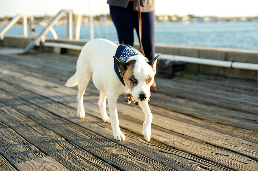 dog photoshoot in portland, maine