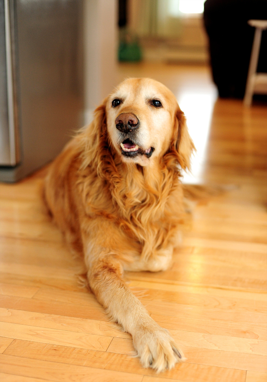 golden retriever