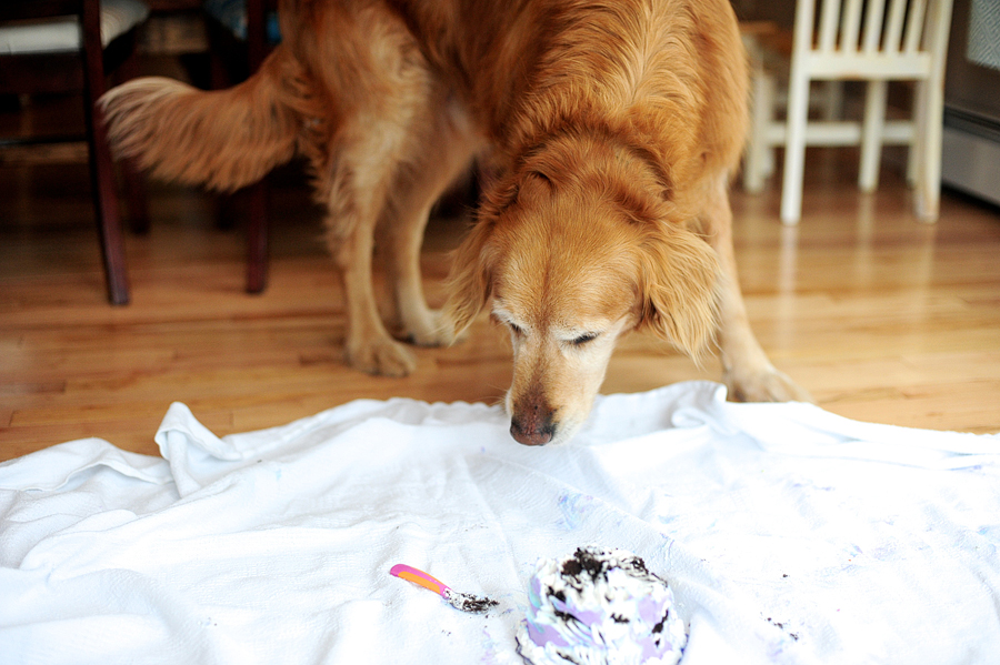 dog sniffing cake