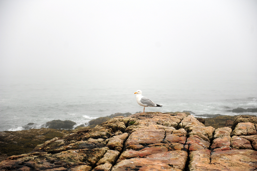 seagull on the rocks on mount desert island, maine