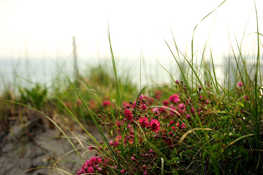 beach grass