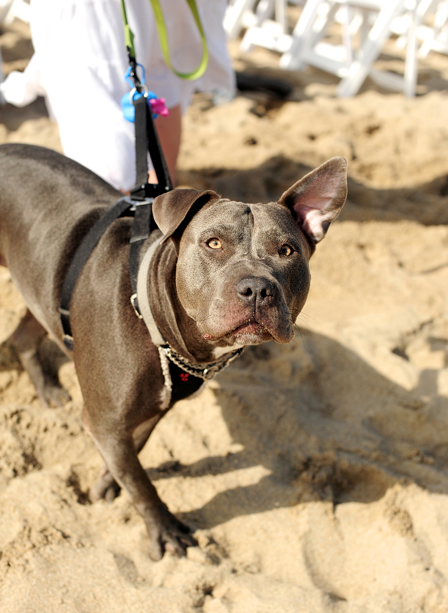 a dog on the beach