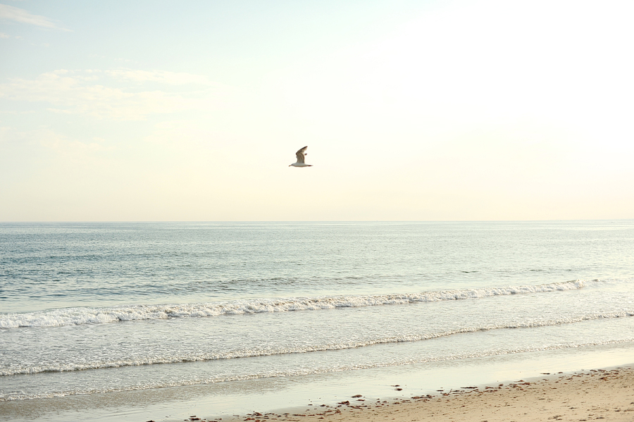 a seagull flying at the beach