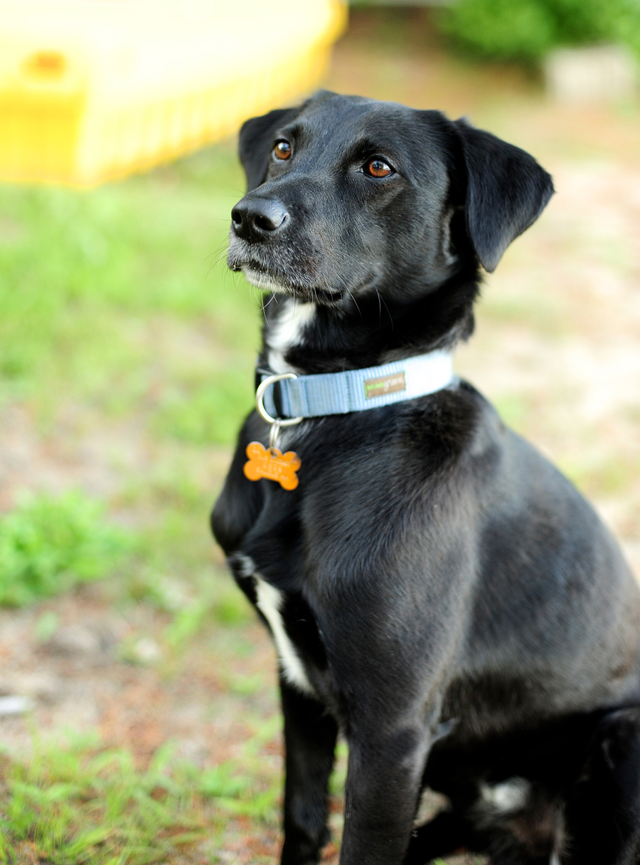 sleek black dog 