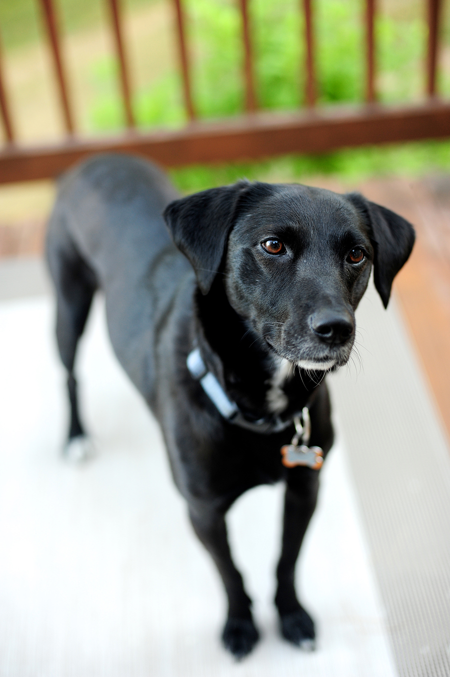 black dog with brown eyes