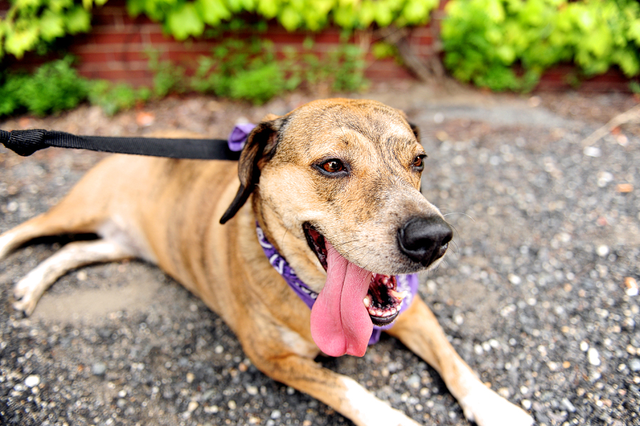 family photos with dog in portland, maine