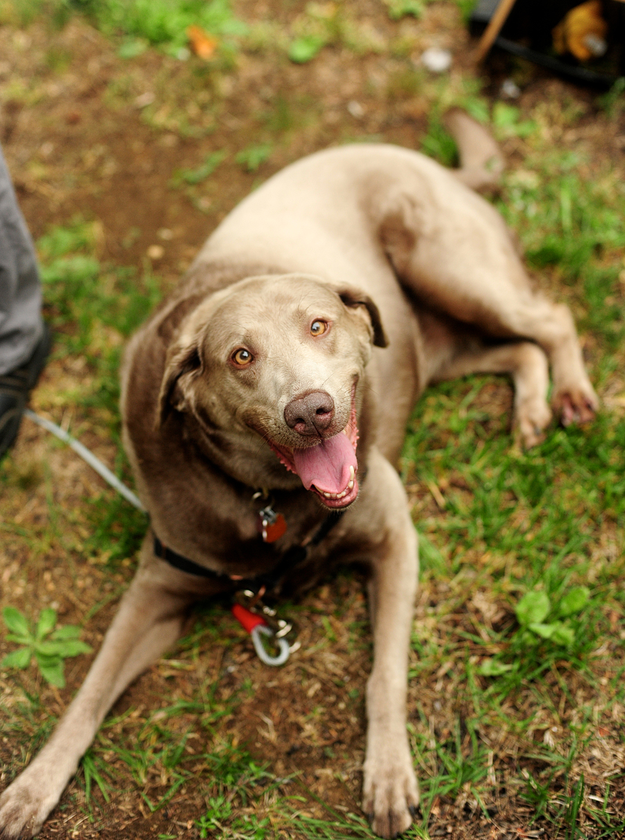 happy, goofy dog