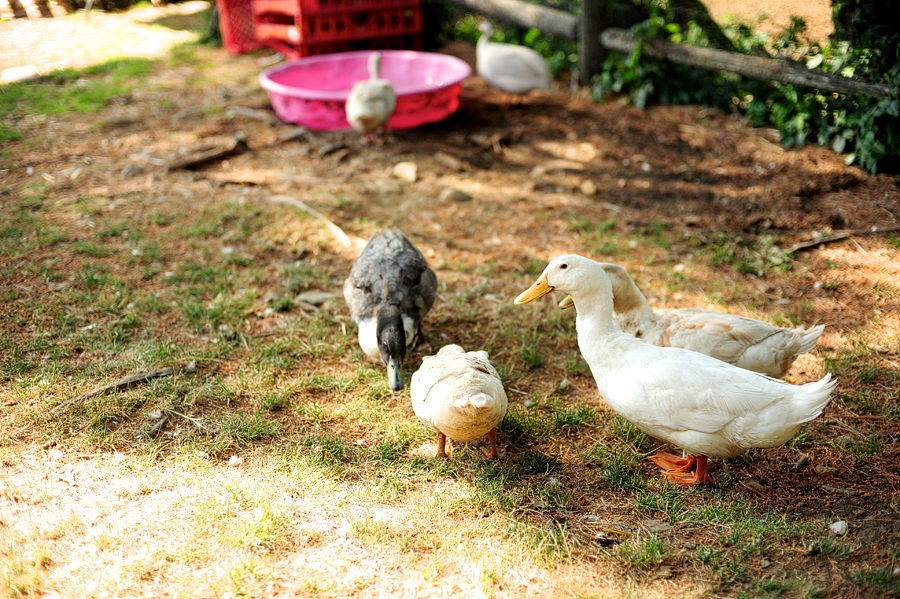 ducks at smolak farms in north andover, ma